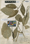 Piper yananoanum Trel., Peru, J. F. Macbride 3796, Holotype, F