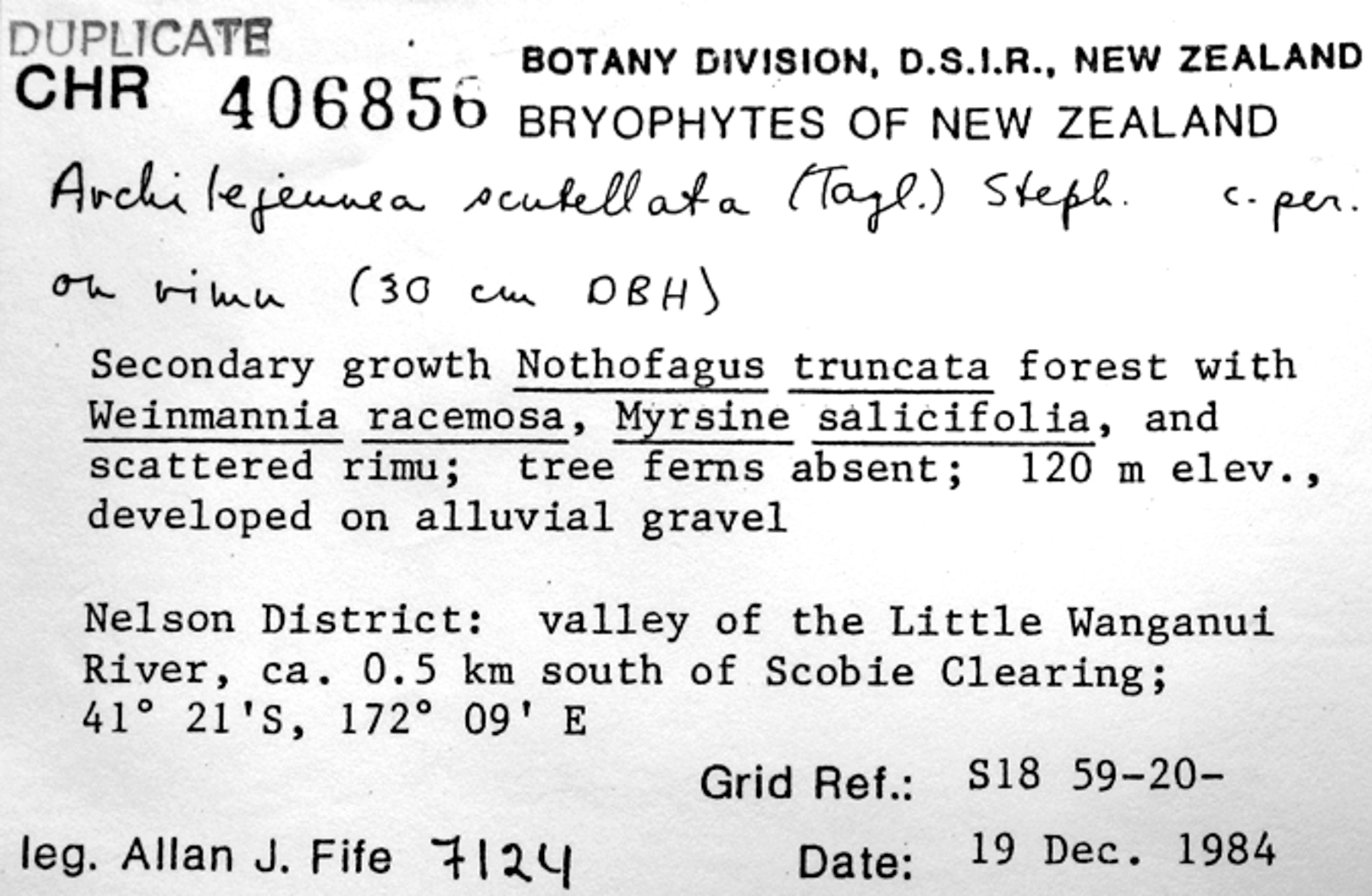 Spruceanthus olivaceus image