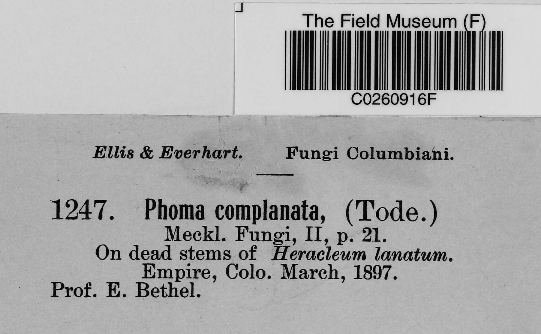 E. Bethel Botanical Collections