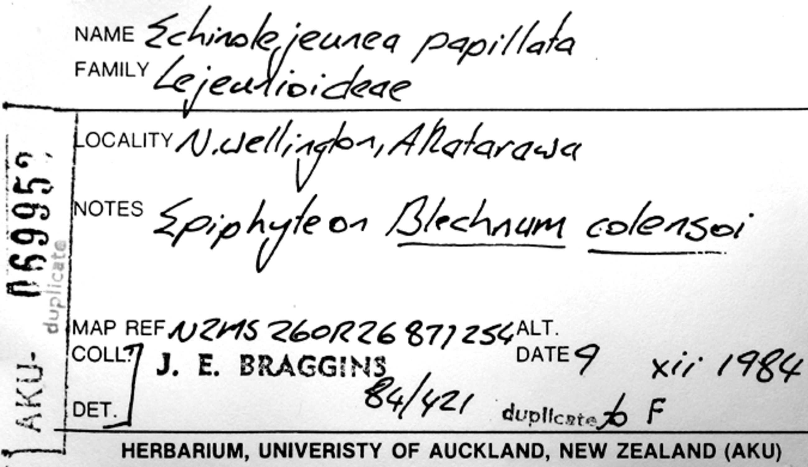 Echinolejeunea papillata image