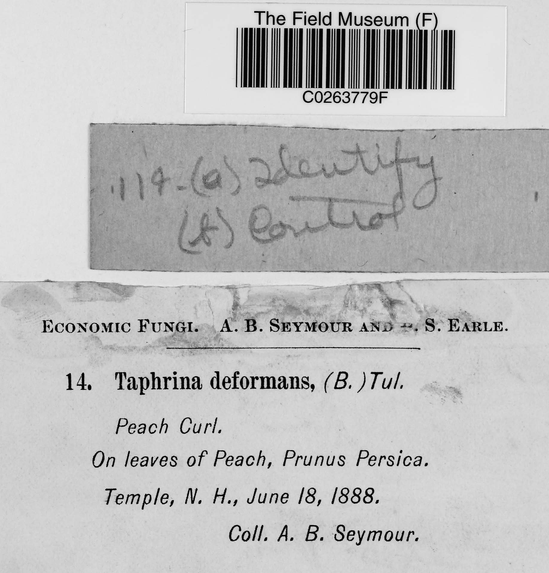 A. B. Seymour Botanical Collections