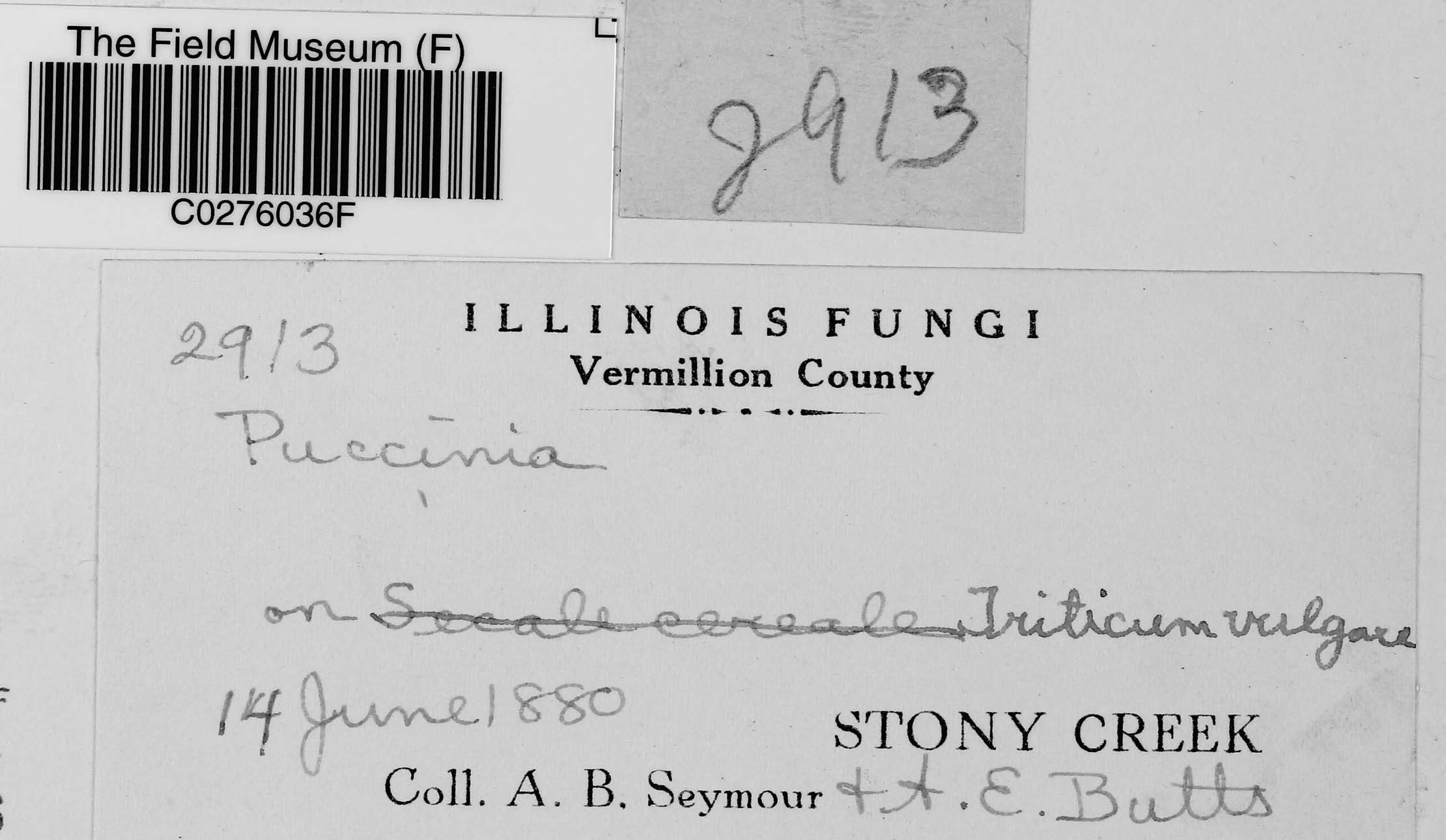 A. B. Seymour & A. E. Butts Botanical Collections