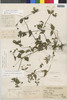 Flora of the Lomas Formations: Galinsoga caligensis Canne, Peru, J. F. Macbride 5952, F