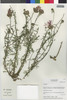 Flora of the Lomas Formations: Centaurea, Chile, M. O. Dillon 8008, F