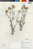 Flora of the Lomas Formations: Centaurea, Chile, M. O. Dillon 8112, F