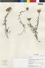 Flora of the Lomas Formations: Centaurea, Chile, M. O. Dillon 8049, F