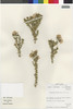 Flora of the Lomas Formations: Chuquiraga ulicina (Hook. & Arn.) Hook. & Arn., Chile, M. O. Dillon 5543, F
