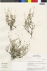 Flora of the Lomas Formations: Cotula australis (Sieber ex Spreng.) Hook. f., Peru, M. O. Dillon 3610, F