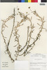 Flora of the Lomas Formations: Cotula coronopifolia L., Chile, M. O. Dillon 5650, F