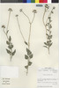 Flora of the Lomas Formations: Encelia canescens Lam., Chile, M. O. Dillon 5265, F