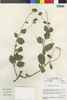 Flora of the Lomas Formations: Encelia canescens Lam., Peru, M. O. Dillon 4684, F