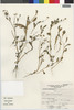Flora of the Lomas Formations: Erigeron leptorhizon DC., Peru, A. Sagástegui A. 12942, F