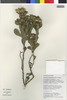 Flora of the Lomas Formations: Grindelia glutinosa (Cav.) Mart., Peru, T. Anderson 8010, F