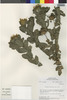 Flora of the Lomas Formations: Grindelia glutinosa (Cav.) Mart., Peru, M. O. Dillon 3644, F