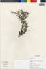 Flora of the Lomas Formations: Gutierrezia, Chile, M. O. Dillon 8117, F