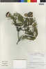 Flora of the Lomas Formations: Gypothamnium pinifolium Phil., Chile, M. O. Dillon 5401, F