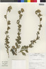 Flora of the Lomas Formations: Haplopappus deserticola Phil., Chile, M. O. Dillon 5368, F
