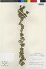 Flora of the Lomas Formations: Haplopappus deserticola Phil., Chile, M. O. Dillon 5520, F