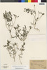 Flora of the Lomas Formations: Heterosperma involucratum Reiche, Peru, A. Weberbauer 7402, F