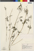 Flora of the Lomas Formations: Heterosperma diversifolia Kunth, Peru, A. Weberbauer 7401, F