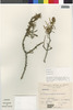 Flora of the Lomas Formations: Ophryosporus peruvianus (J. F. Gmel.) R. M. King & H. Rob., Peru, S. Llatas Quiroz 478, F