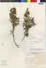 Flora of the Lomas Formations: Ophryosporus peruvianus (J. F. Gmel.) R. M. King & H. Rob., Peru, J. Mostacero León 672, F