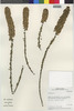 Flora of the Lomas Formations: Ophryosporus, Chile, M. O. Dillon 6002, F
