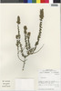 Flora of the Lomas Formations: Ophryosporus, Chile, M. O. Dillon 5321, F