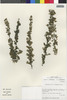 Flora of the Lomas Formations: Ophryosporus triangularis Meyen, Chile, M. O. Dillon 5262, F