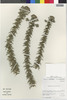 Flora of the Lomas Formations: Oxyphyllum ulicinum Phil., Chile, M. O. Dillon 5403, F