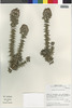 Flora of the Lomas Formations: Oxyphyllum ulicinum Phil., Chile, M. O. Dillon 6036, F