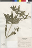 Flora of the Lomas Formations: Philoglossa, Peru, S. Leiva G. 2080, F