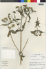 Flora of the Lomas Formations: Philoglossa purpureodisca H. Rob., Peru, M. O. Dillon 4647, F