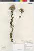Flora of the Lomas Formations: Pluchea chingoyo (Kunth) DC., Peru, M. Binder 1999/358, F