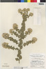 Flora of the Lomas Formations: Pluchea chingoyo (Kunth) DC., Peru, P. C. Hutchison 6548, F