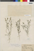 Flora of the Lomas Formations: Schkuhria multiflora var. aristata (R. E. Fr.) Cabrera, Peru, A. Weberbauer 7408, F