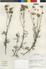 Flora of the Lomas Formations: Senecio L., Chile, M. O. Dillon 5813, F