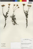 Flora of the Lomas Formations: Senecio almeidae Phil., Chile, M. O. Dillon 6001, F