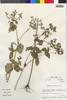Flora of the Lomas Formations: Sigesbeckia flosculosa L'Hér., Peru, M. O. Dillon 4732, F