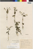 Flora of the Lomas Formations: Sigesbeckia flosculosa L'Hér., Peru, R. Ferreyra 6322, F