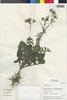 Flora of the Lomas Formations: Sonchus tenerrimus L., Chile, M. O. Dillon 8077, F