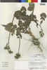 Flora of the Lomas Formations: Sonchus oleraceus L., Peru, M. O. Dillon 4692, F