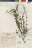 Flora of the Lomas Formations: Villanova oppositifolia Lag., Peru, R. Ferreyra 6372, F