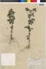 Flora of the Lomas Formations: Villanova oppositifolia Lag., Peru, V. E. Grant 7466, F