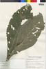 Flora of the Lomas Formations: Verbesina saubinetioides S. F. Blake, Peru, S. Leiva G. 2149, F