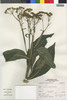 Flora of the Lomas Formations: Verbesina saubinetioides S. F. Blake, Peru, S. Leiva G. 2068, F