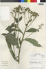 Flora of the Lomas Formations: Verbesina saubinetioides S. F. Blake, Peru, M. O. Dillon 4667, F