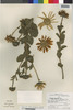 Flora of the Lomas Formations: Viguiera peruviana A. Gray, Peru, P. C. Hutchison 7137, F