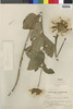Flora of the Lomas Formations: Viguiera weberbaueri S. F. Blake, Peru, I. M. Johnston 3544, F