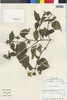 Flora of the Lomas Formations: Wedelia latifolia DC., Peru, M. O. Dillon 4673, F